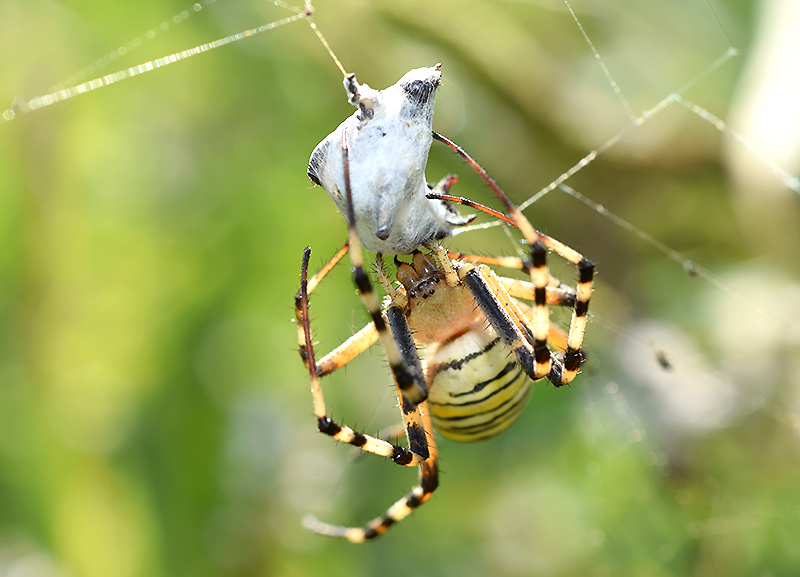 Il bacio dell''Argiope bruennichi - Viadana (MN)